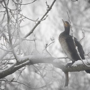 Great Cormorant