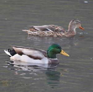 Mallard