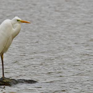 Great Egret