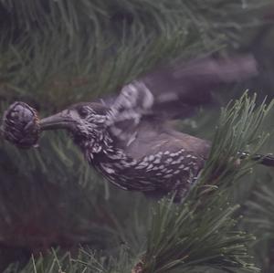 Spotted Nutcracker