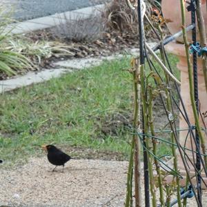 Eurasian Blackbird