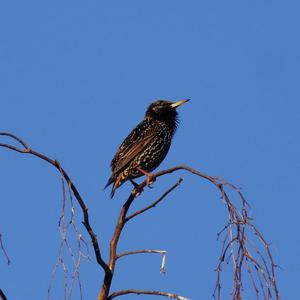 Common Starling