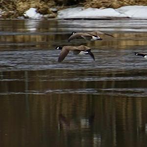 Canada Goose