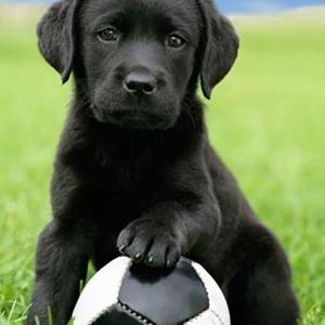 Retriever (Labrador)