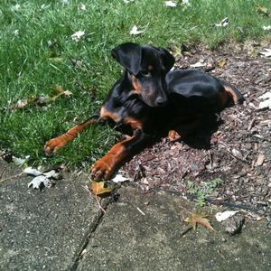 Doberman Pinscher