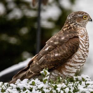 Eurasian Sparrowhawk