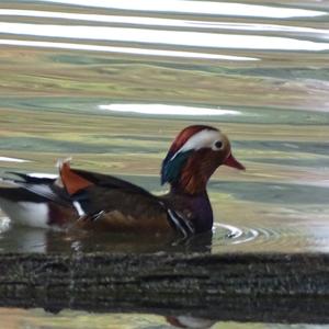 Mandarin Duck