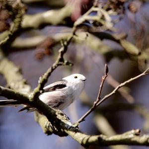 Long-tailed Tit