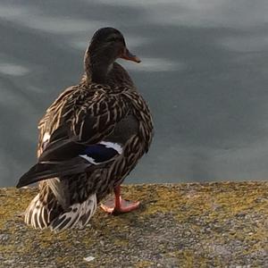 Garganey