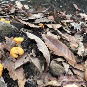 Chanterelle, Common