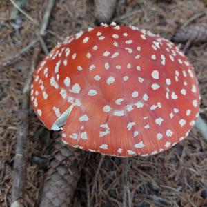 Fly Agaric