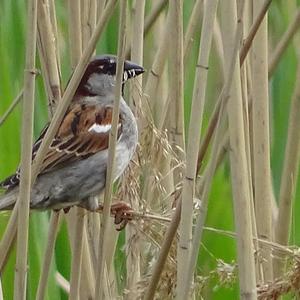 House Sparrow