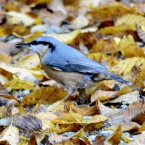 Wood Nuthatch