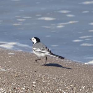 White Wagtail