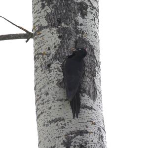 Black woodpecker