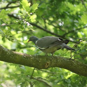 Common Wood-pigeon