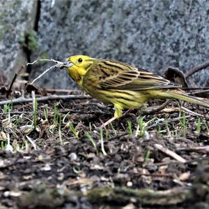 Yellowhammer