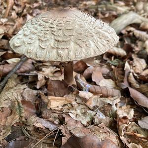 Shaggy Parasol