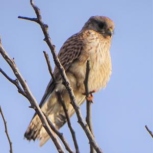 Common Kestrel