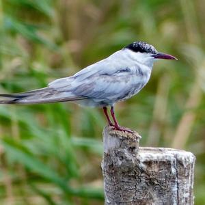 Whiskered Tern