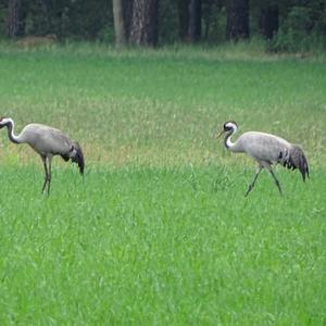 Common Crane