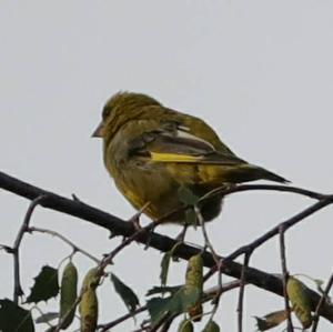 European Greenfinch