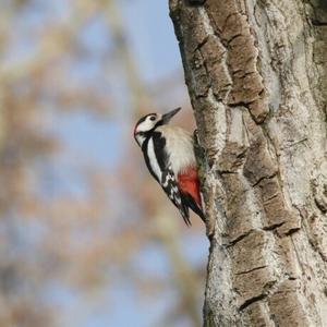 Great Spotted Woodpecker