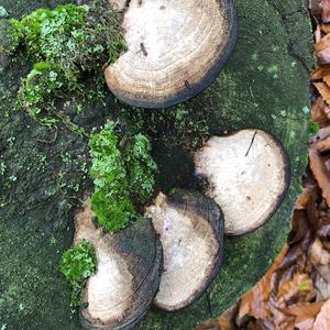 Thick-maze Oak polypore