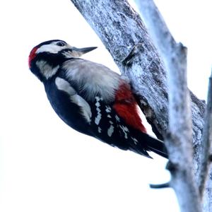 Great Spotted Woodpecker