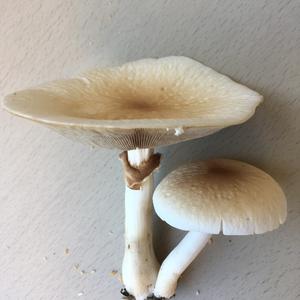 Unbekannte Art
