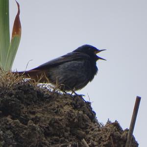 Black Redstart