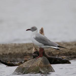 Grey-headed Gull