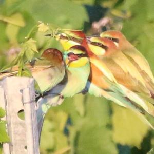 European Bee-eater