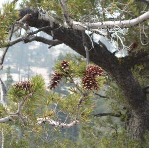 Jeffrey Pine