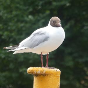 Black-headed Gull