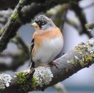 Brambling