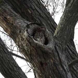 Eastern Screech-owl