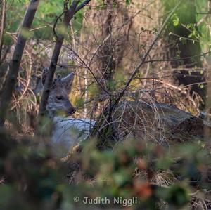 European Roe Deer