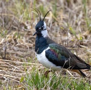 Northern Lapwing