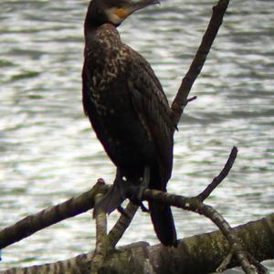 Great Cormorant