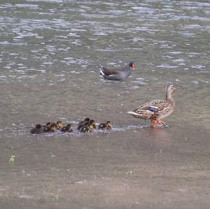 Mallard