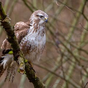 Mäusebussard