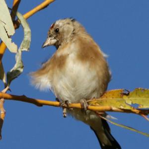 European Goldfinch