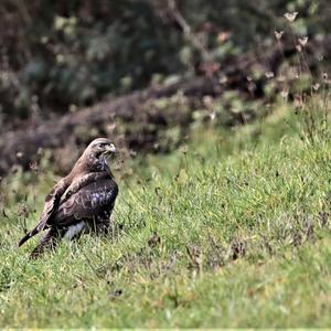 Mäusebussard