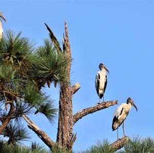 Wood Stork