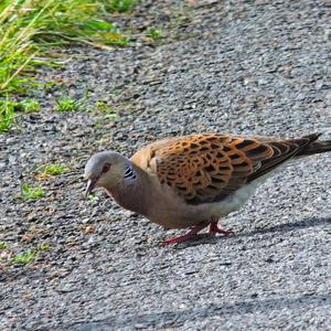 European Turtle-dove