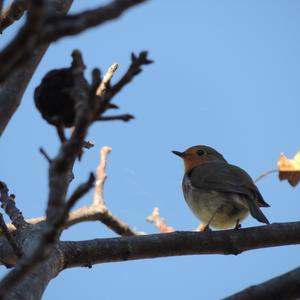 European Robin