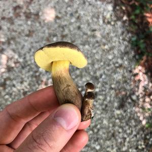 Red-cracked Bolete