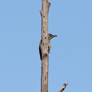 Eurasian Green Woodpecker