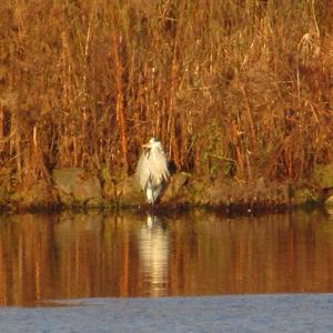 Grey Heron